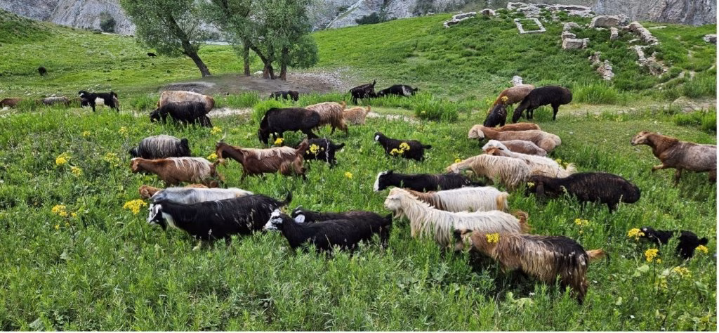 Yaghnob Valley_ Pasture