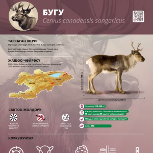 CAMCA Species Poster - Tian Shan Maral - Russian