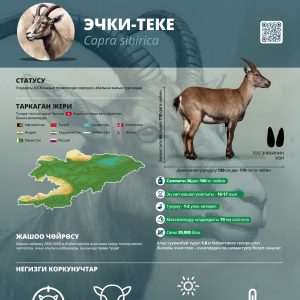 CAMCA Species Poster - Asiatic Ibex - Russian