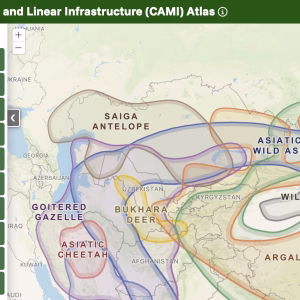 Central Asian Mammals and Linear Infrastructure (CAMI) Atlas