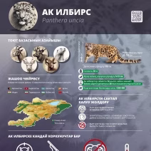1.-Snow-leopard-scaled-1.avif